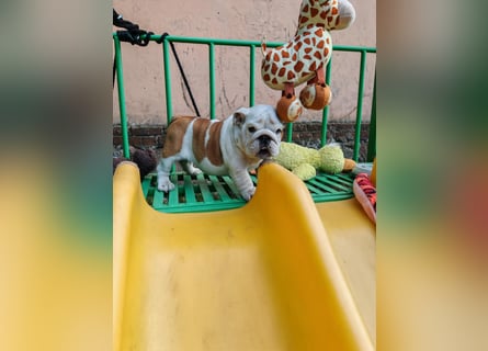Englische Bulldogge Welpen mit FCI Papiere