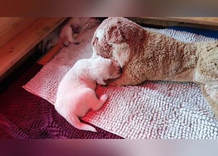Golden Retriever Welpen