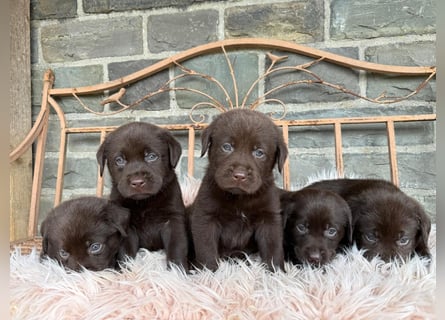 Labrador Welpen