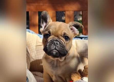 Vergnügte Frops Kinder  (Französische Bulldogge + Mops )