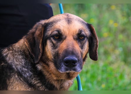 Zita, Schäferhund-Mix, lieb und verträglich  auch mit  Katzen