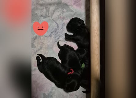 Affenpinscher Welpen WT 11.04.2025