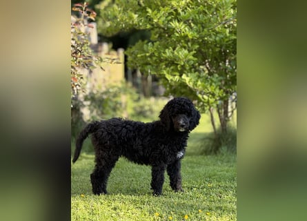 Bezaubernde Königspudel Welpen, Großpudel, Harlekin, Pudel, Videos