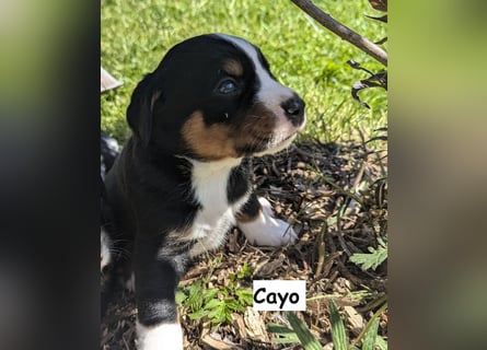 Appenzeller Sennenhund Welpen