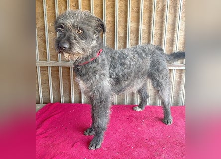 ❤️ kuschelige Familienhündin TAMI - 2 Jahre, 45cm/14kg - Schnauzer-Pumi-Mix ❤️