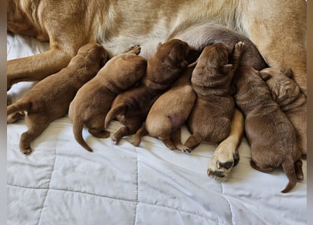 Labrador Welpen Foxred