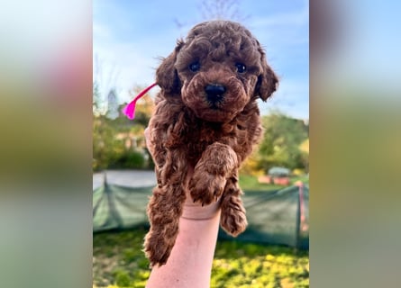 Rot Toypudel sucht neues Zuhause