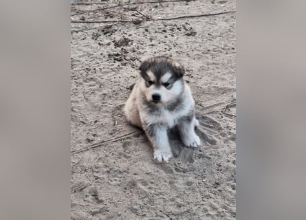 Welpen Alaska Malamute- Husky Mix