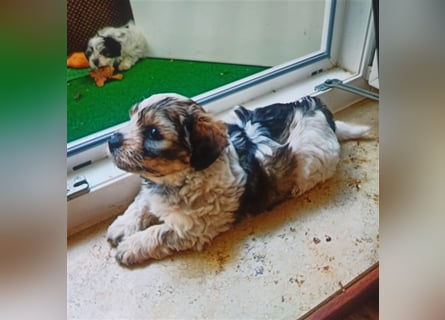 Welpen Malteser Rasse mit Foxterrier Rasse