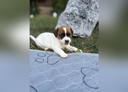 Jack Russel Terrier Welpen mit Stammbaum