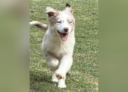 Tolle Australian Shepherd Welpen suchen Ihre Herzenfank