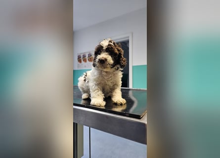 Lagotto Romagnolo welpen