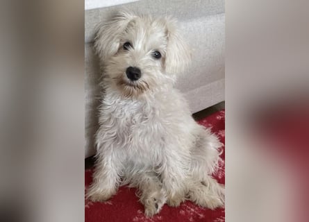 Weiße Zwergschnauzer Welpen nicht haarend reinrassig