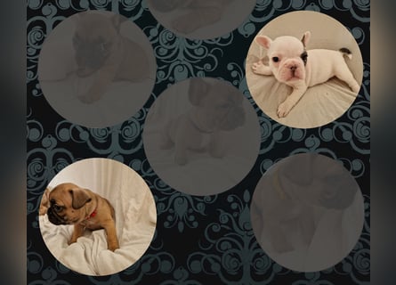Französische Bulldoggen Welpen