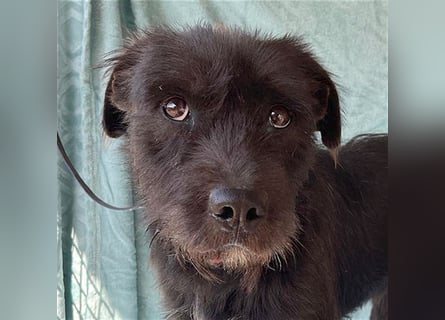 ❤️ RANDY mit den traurigen Augen - 1 Jahr, 45cm/15kg - Schnauzer-Mix