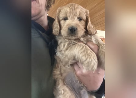 Goldendoodle mini Medium Doodle Abgabe an Pfingsten