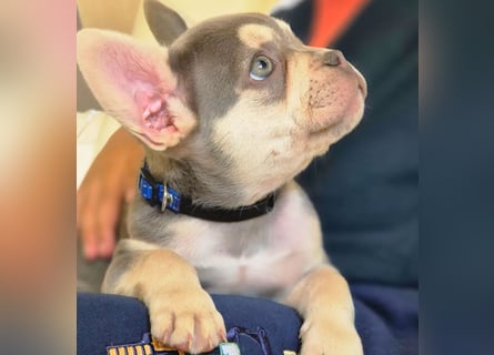 Französische Bulldoggen Welpen mit AT und Nase