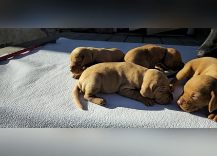 Magyar Vizsla Welpe