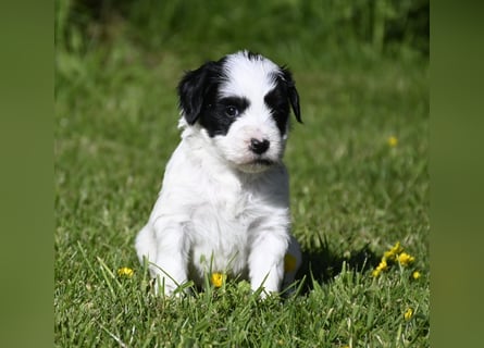traumhaft hübscher Tibet Terrier Welpen aus erfahrender Zucht  sind geboren dürfen im Juni ausziehen