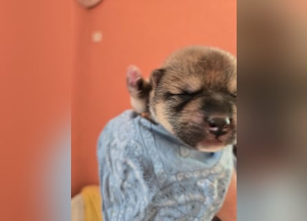 Shiba inu Welpen.   vom Haus Joe   ,Liebhaberzucht