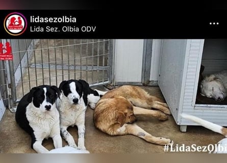 Milla - Gute-Laune-Hund wartet auf Sie