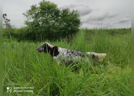 English setter Rüde Welpe