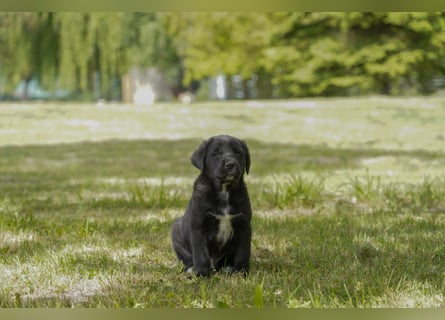 Aussiedor ( Australian Shepherd x Labrador) Welpen suchen neues Zuhause