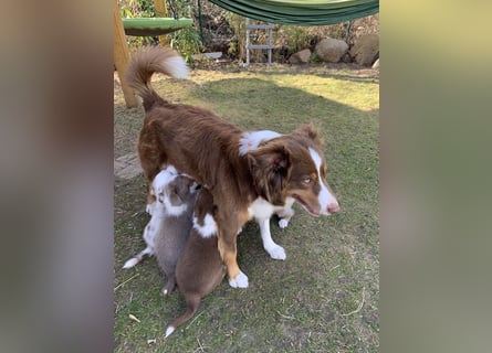 Reinrassige Australian Sheperd Welpen