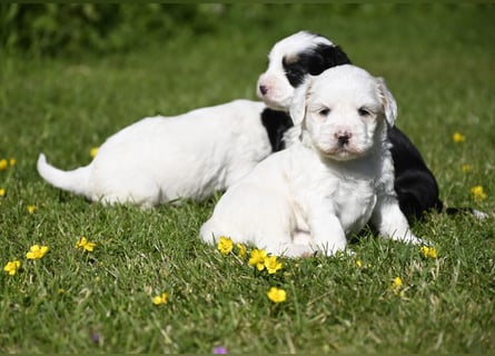 traumhaft hübscher Tibet Terrier Welpen aus erfahrender Zucht  sind geboren dürfen im Juni ausziehen