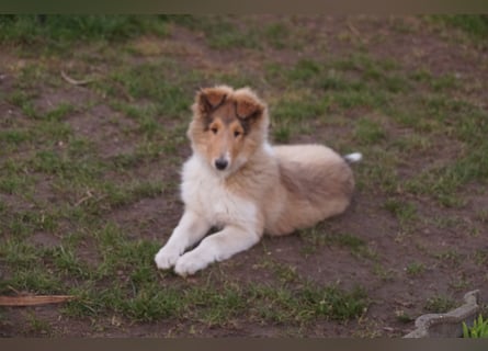 verschmuste Colliewelpen mit Papieren