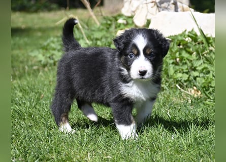 extrem hübsche , bestens sozialisierte Australian Shepherd Welpen aus kontollierter Zucht