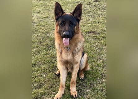 Deutscher Schäferhund Rüde mit Papiere.