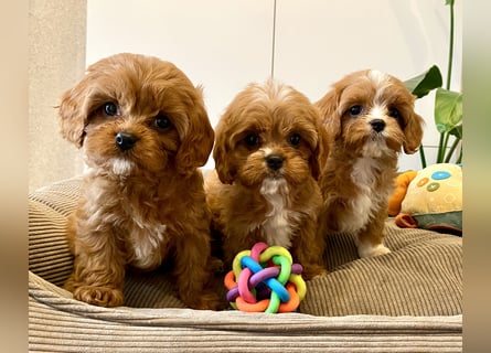 Cavapoo, Pudel, Cavalier King Charles Spaniel