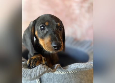 Zwergdackel, amerikanische Zwergdackel, Dackel Welpen , Tiger Dackel suchen tolle Familien