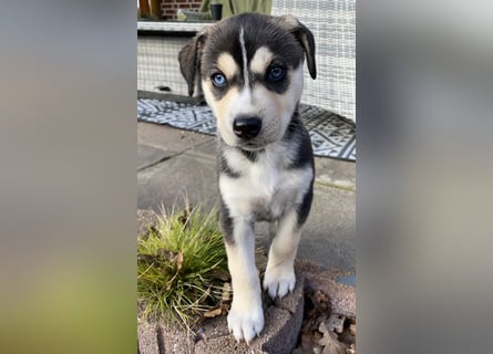 Zuckersüße Husky Mischlings Hündinnen