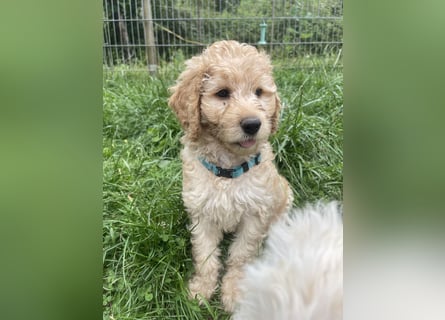 Wurfankündigung Labradoodle F1B Welpen