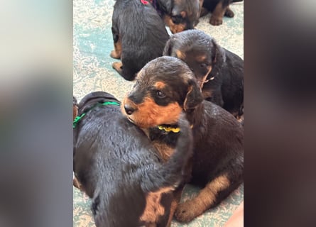 Typvolle Airedale Terrier Welpen aus Leistungszucht VDH/KfT