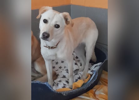 Angsthäschen Henry 3 J., kastr., sucht sensibles hundeerfahrenes ländliches Traumzuhause !