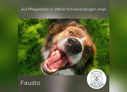 Fausto: sucht ein erfahrenes Zuhause in 29640 Schneverdingen/D