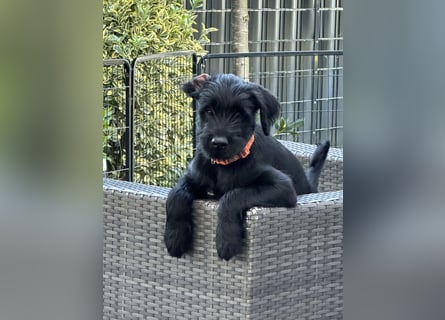 Mittelschnauzer Welpe Rüde