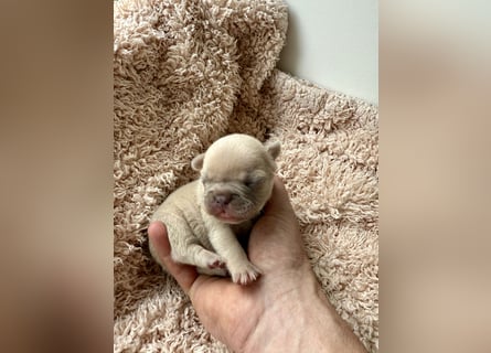 Gesunde Sportliche Französische Bulldoggen aus Familienzucht!