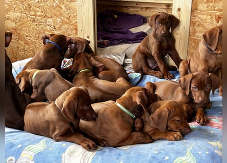 Rhodesian Ridgeback Welpen mit Papieren -Livernose-