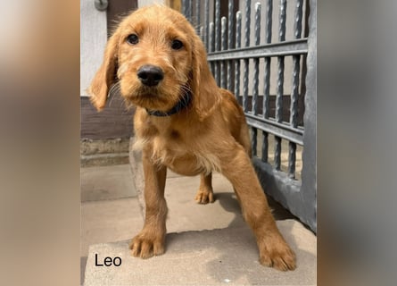 Labradoodle F1 apricot
