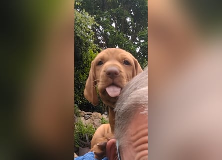Ungarisch-Drahthaar-Welpen (UD) - Magyar Vizsla