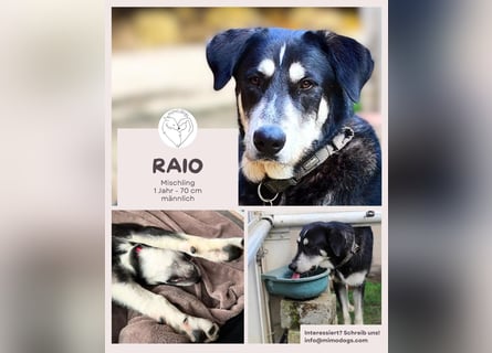 Raio sucht seinen Hof