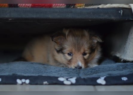 Sheltie Welpen