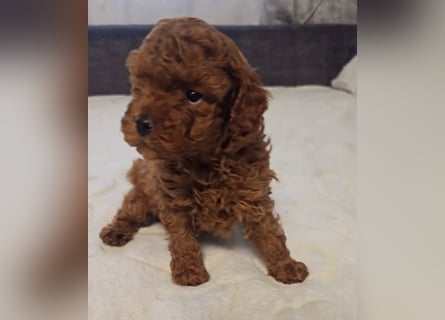Tiny Asiatische Püppchen Toypudel Welpen