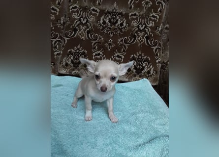 Reinrassige Chihuahua Welpen, Papiere, verkaufen