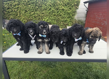 Goldendoodle F2b