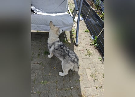 Akita - Husky Welpen